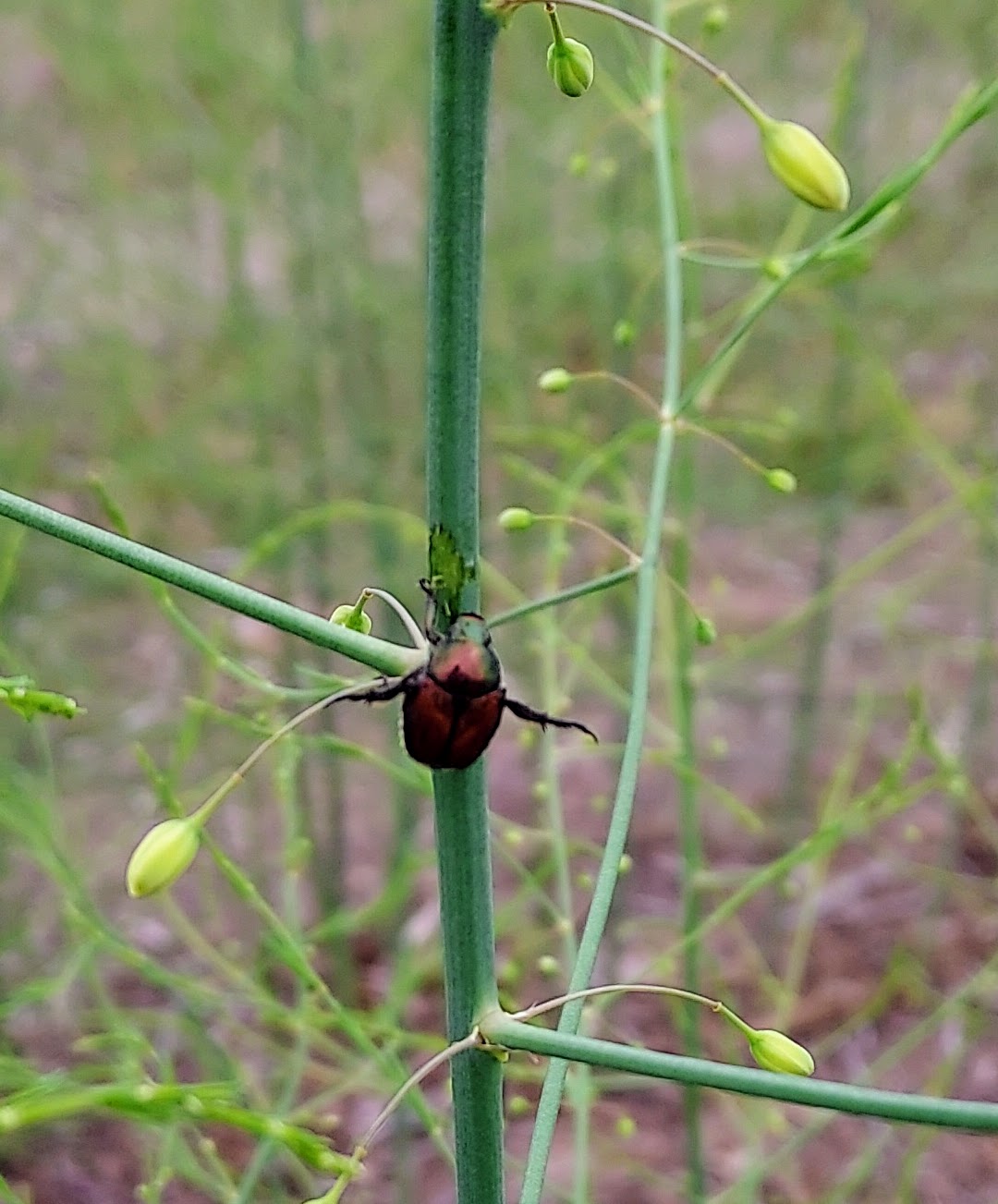 japanese beetles